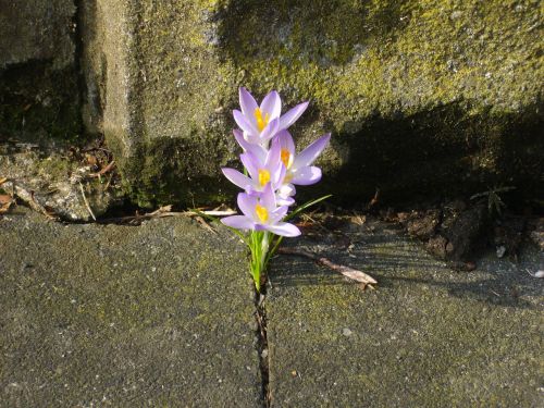 Gamta, Crocus, Gėlė, Gamtos Stebūklai