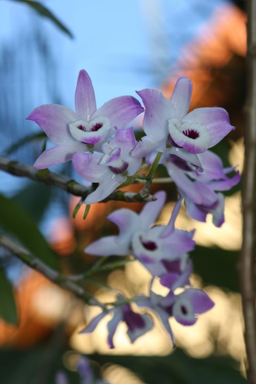 Orchidėjos, Gamta, Fantastinis Spalvos, Violetinė, Gėlė, Sodas