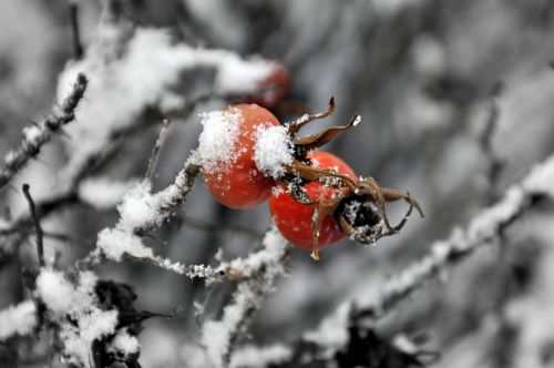 Sweetbrier, Gamta, Apledėjimas, Žiema, Sniegas, Šaltis