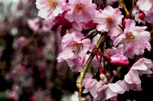 Sakura, Gamta, Pavasaris, Žiedas