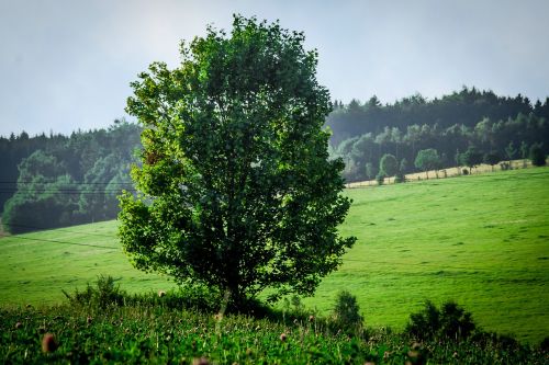 Gamta, Medis, Pieva, Laukas, Žolė, Lapai, Miškas, Mediena, Žurnalas, Kraštovaizdis, Sezonai, Senas Medis, Vasara, Linksmas, Šventė, Žolės, Sveikas, Žygiai, Augalas, Augti, Fonas, Sodas