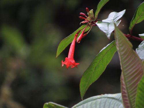 Gamta, Gėlė, Laukiniai, Džiunglės, Ecuador