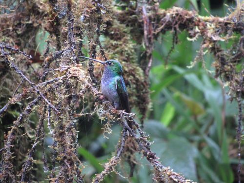 Gamta, Paukštis, Laukiniai, Džiunglės, Ecuador, Humminga Paukštis