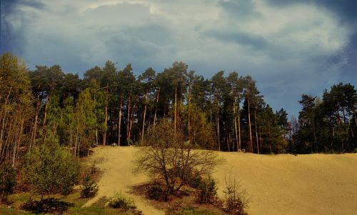 Gamta, Miškas