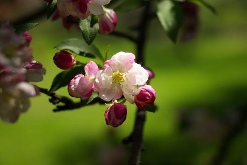 Gamta, Pavasaris, Vyšnių Žiedų