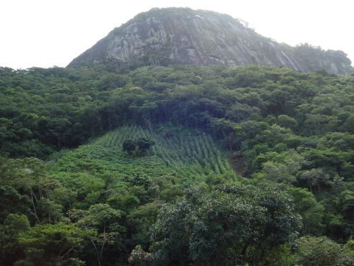 Gamta, Brazilija, Augmenija, Kalnai, Miškas, Žalias, Medžiai, Kraštovaizdis, Matyti, Panorama