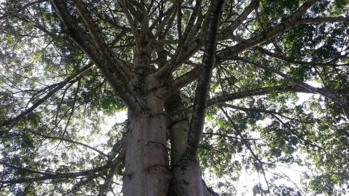 Gamta, Medis, Bagažinė