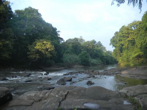 Gamta, Kalimantanas, Miškas, Vanduo, Upė, Srautas, Akmenys, Akmenys, Žalias, Medžiai, Pavasaris