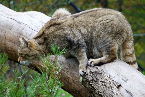 Gamta, Gyvūnai, Wildcat