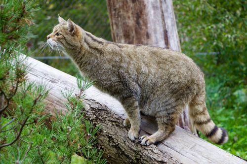 Gamta, Gyvūnai, Wildcat