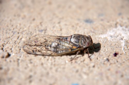 Gamta, Vabzdys, Cicada, Demo Efektas
