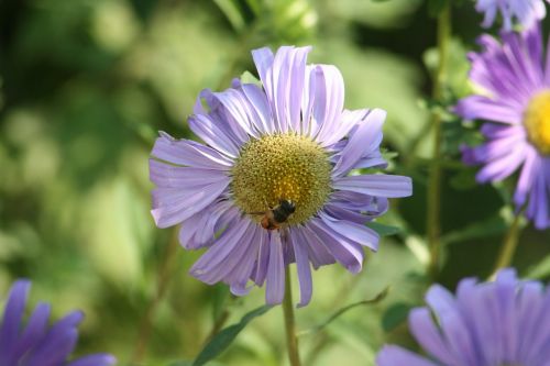 Aster, Gamta, Augalas, Gėlė, Sodas