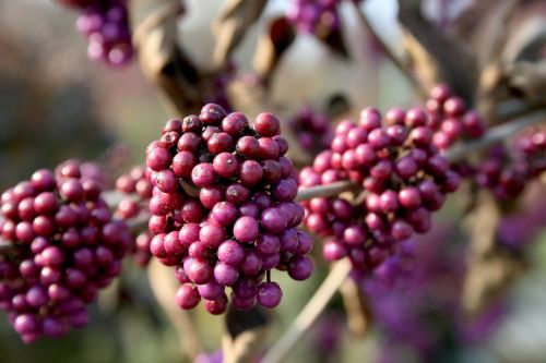 Violetinės Uogos, Gamta, Krūmas, Uogos, Violetinė, Pasėlių