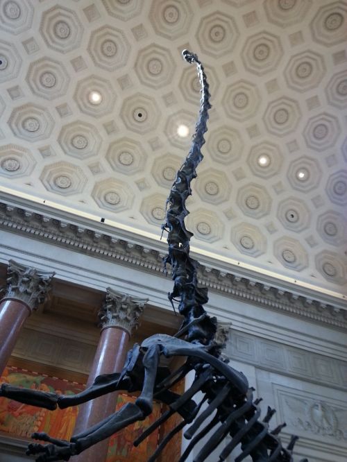 Gamtos Istorijos Muziejus, Dinozauras, Niujorkas, Manhatanas, Usa, Nyc, Kosmopolitinis Miestas