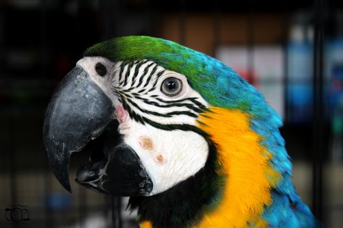 Macaw,  Natūralus Grožis