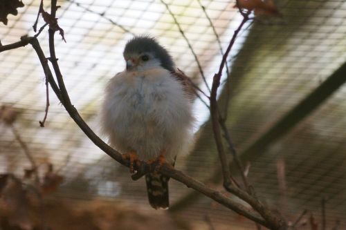 Kaklo Juosta-Pygmy Kalnelis, Pasaulio Paukščių Parkas, Paukštis