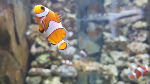 Nemo, Clownfish, Akvariumas