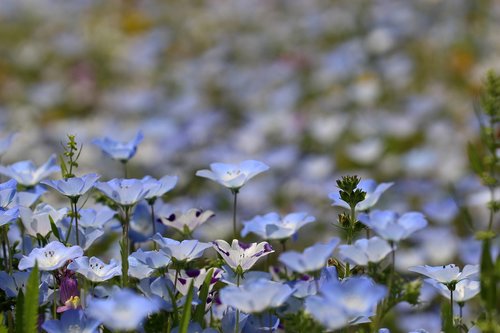 Nemophila,  Gėlė,  Mėlynos Gėlės,  Gėlių Sodas