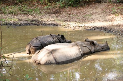 Rhino, Chitwan, Nepalas, Nacionalinis Parkas
