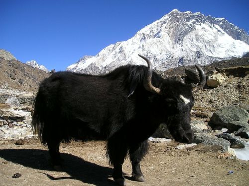 Nepalas, Jakas, Tibetietis, Jautis, Paskutinis Gyvūnas, Turėti, Transportas, Himalajus