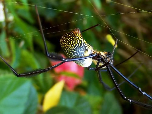 Nephila Fenestrata,  Juodos Kojos Aukso Arbukai,  Aukso Orbinis Voras,  Voras,  Sodas,  Nekenksmingas,  Arachnid,  Šilkas,  Gamta,  Laukinė Gamta,  Moteris,  Nefilas,  Ne Pavojinga,  Naudingas,  Pietų Afrika,  Hartbeespoortdam