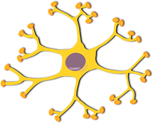 Nervų Ląstelė, Neuronas, Biologija, Mokslas, Ląstelė, Nervas, Smegenys, Sinapsė, Nervingas, Sistema, Nervinis, Aksonas, Branduolys, Receptorius, Protinis, Nemokama Vektorinė Grafika