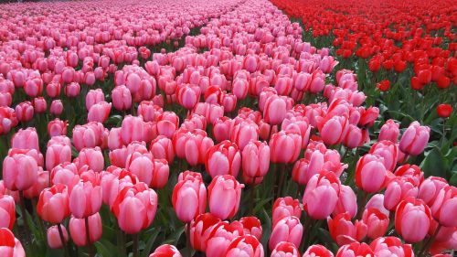 Nyderlandai, Pavasaris, Tulpės, Rožinis, Gamta
