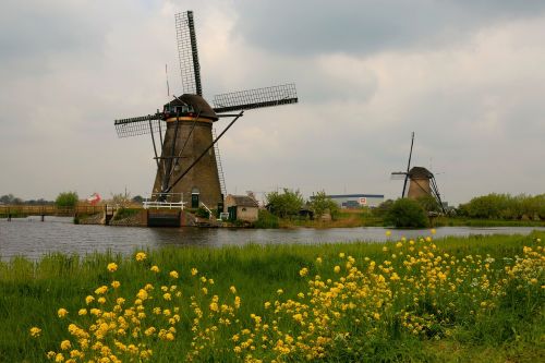 Nyderlandai, Gamta, Šventė, Kraštovaizdis, Gėlė, Augalas