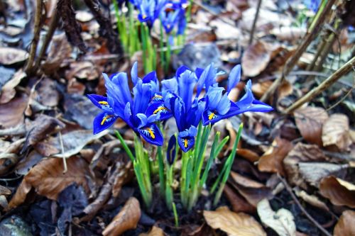 Nettled Iris,  Gėlė,  Augalas,  Iris Reticulata,  Žiedas,  Pavasaris,  Pavasario Gėlė,  Be Honoraro Mokesčio