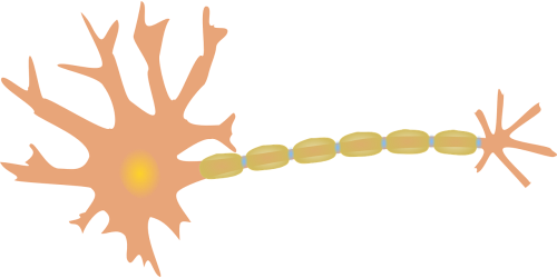 Neuronas, Nervas, Ląstelė, Dendritai, Aksonas, Diagrama, Neurologija, Nervinis, Smegenys, Nemokama Vektorinė Grafika