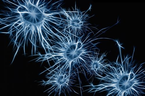 Neuronai, Proto Ląstelės, Smegenų Struktūra, Smegenys, Tinklas, Wattle, Tinklelis, Verpalai, Audinys, Akių Gamykla, Integracija, Mazgas, Įsibrovimas, Kilpa, Diržas