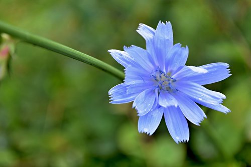 Nevädza Srityje,  Laukinių Mažai Gėlių,  Meadow,  Mėlyna Gėlė,  Gamta