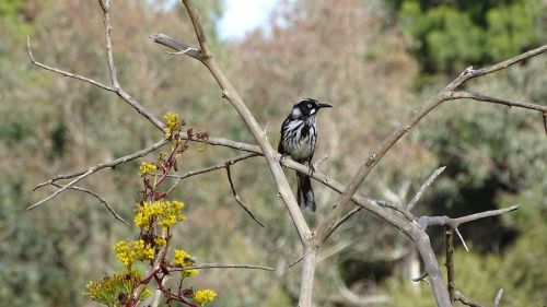 Naujas Hollandeater, Paukštis, Australijos Gimtoji Paukštis, Australia, Snapas, Plunksna, Fauna, Laukinė Gamta, Filialas, Honeyeater, Sparnas, Skrydis, Plunksnos