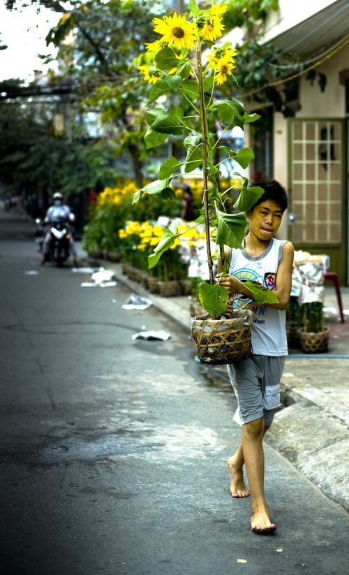 Naujieji Metai, Gėlė, Vietnamas