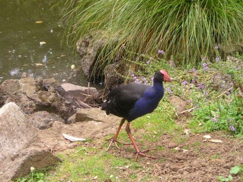 Naujoji Zelandija, Paukštis, Gamta, Fauna