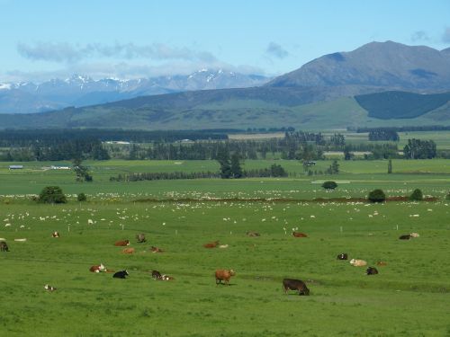 Naujoji Zelandija, Kraštovaizdis, Žemdirbystė, Kalnai, Pieva, Ganykla, Karvės, Galvijai, Avys, Gyvūnas, Vilnos