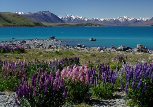 Naujoji Zelandija, Ežeras Tekapo, Lupinai, Ežeras, Augalas, Kalnai, Gamta, Kraštovaizdis
