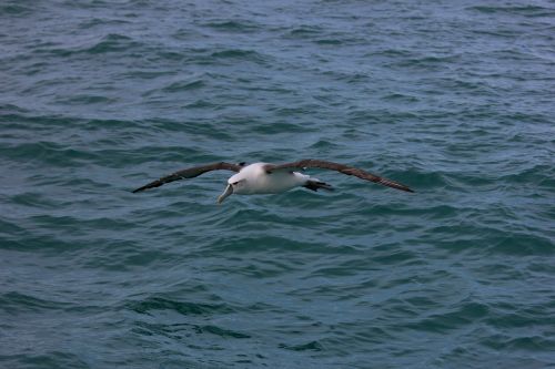 Naujasis Zelandijos Karališkasis Albatrosas, Jūra, Paukštis