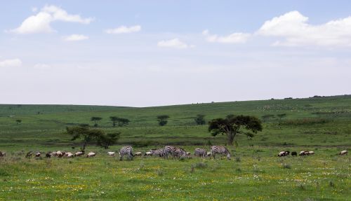 Ngorongoro Išsaugojimo Zona, Tanzanija, Gamta, Afrika, Parkas, Kelionė, Kraštovaizdis, Laukinė Gamta, Zebra, Vaismedis, Lauke, Dangus