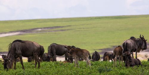 Ngorongoro Išsaugojimo Zona, Tanzanija, Vaismedis, Gamta, Afrika, Parkas, Kelionė, Kraštovaizdis, Laukinė Gamta, Ngorongoro