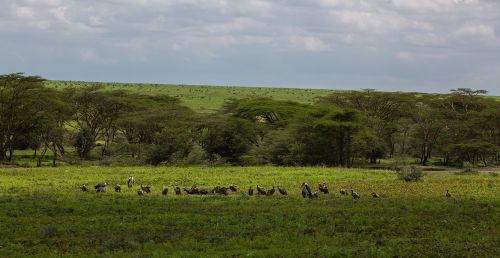 Ngorongoro Išsaugojimo Zona, Tanzanija, Gamta, Afrika, Parkas, Kelionė, Kraštovaizdis, Laukinė Gamta, Ngorongoro, Žalias, Rezervas, Krūmas, Debesys, Lapija
