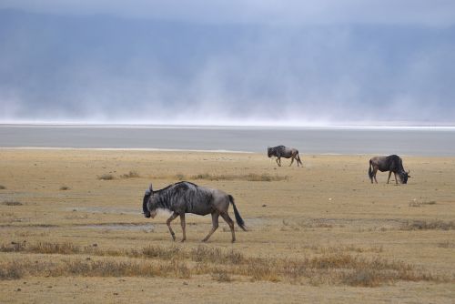 Ngorongoro Krateris, Druskos Ežeras, Gnu, Laukiniai Gyvūnai, Afrika, Nacionalinis Parkas, Tanzanija