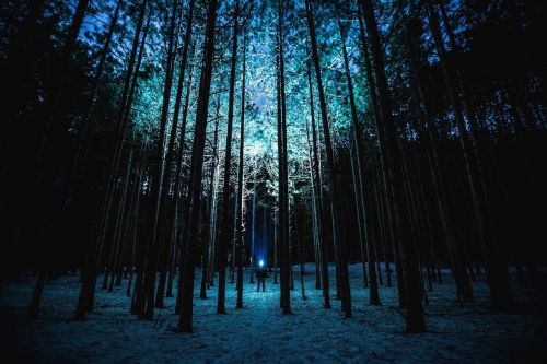 Naktis, Miškas, Medžiai, Mėnulio Šviesa, Žiema, Žibintuvėlis