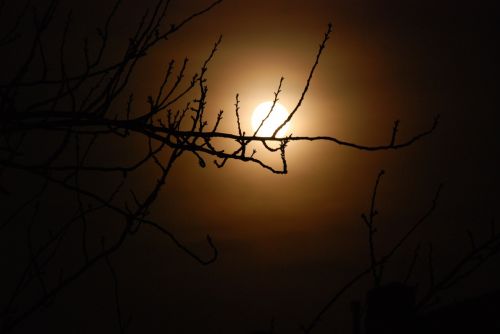 Naktis, Mėnulis, Tamsi, Medis