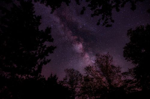 Naktis, Dangus, Žvaigždės, Galaktikos, Medžiai, Augalas