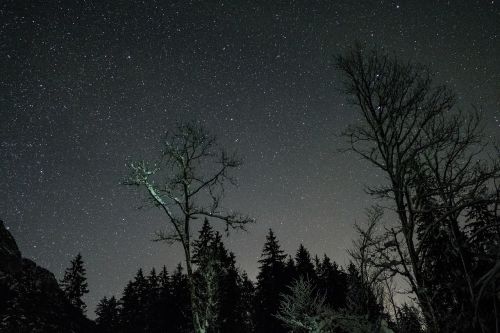 Naktis, Tamsi, Astrofotografija, Žvaigždės, Stargazing, Šešėlis, Medžiai, Miškai
