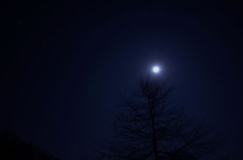 Naktis, Medis, Dangus, Mėnulis, Tamsi, Kraštovaizdis