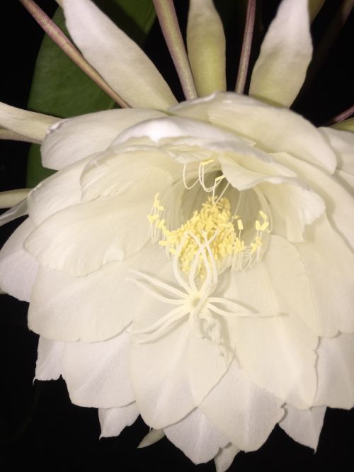 Gėlės,  Naktinis Žydintis Cereusas