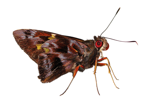 Naktinis Drugelis, Vabzdys, Lepidopteran