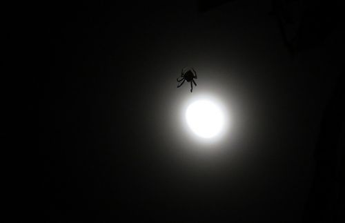 Naktinis Vaizdas, Voras, Arachnid, Mėnulis, Armėnija